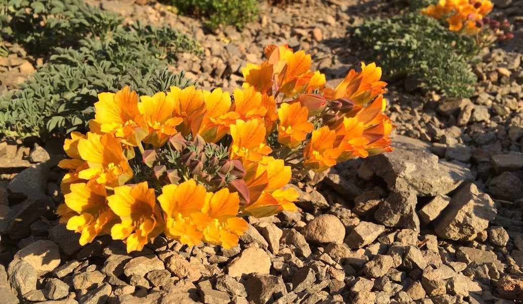 Flora Volcan San José Propiedades Cajón del Maipo